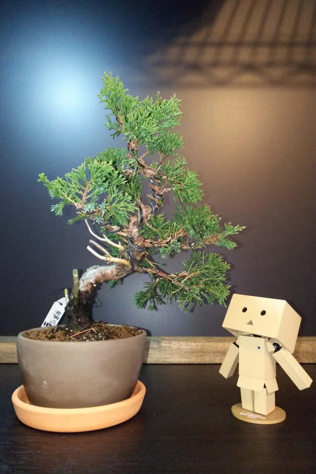 ぼーぼーの糸魚川真柏を追い込んで挿し木する Bon Bonsai ぼーぼーの糸魚川真柏を追い込んで挿し木する Bon Bonsai