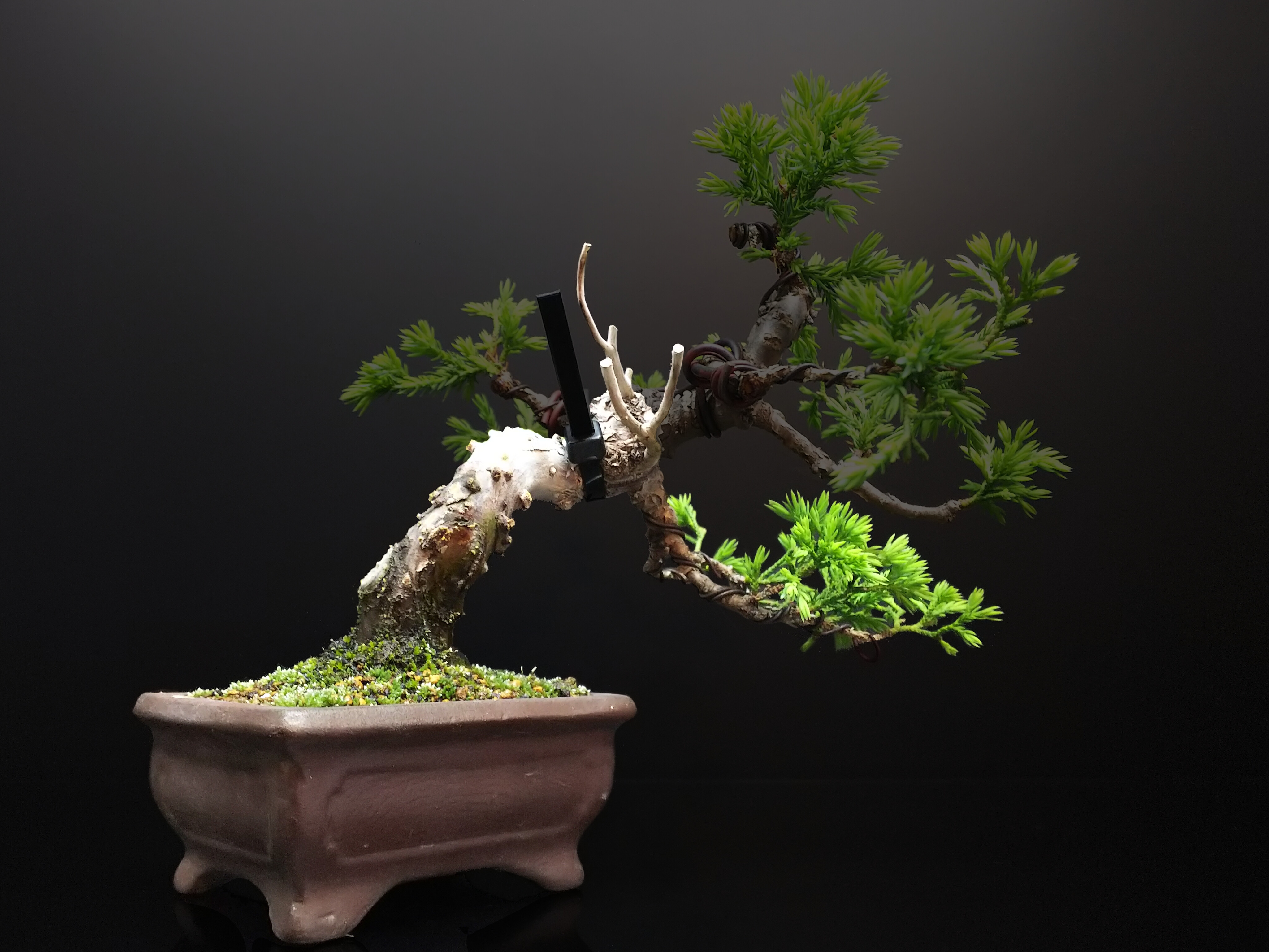 糸魚川真柏、杉葉から紐葉への回復の兆し : Bon Bonsai
