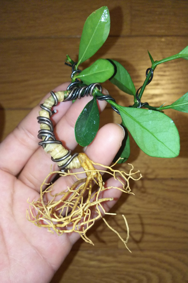 キンカン鉢替えのつもりが結局植え替えに Bon Bonsai キンカン鉢替えのつもりが結局植え替えに Bon Bonsai