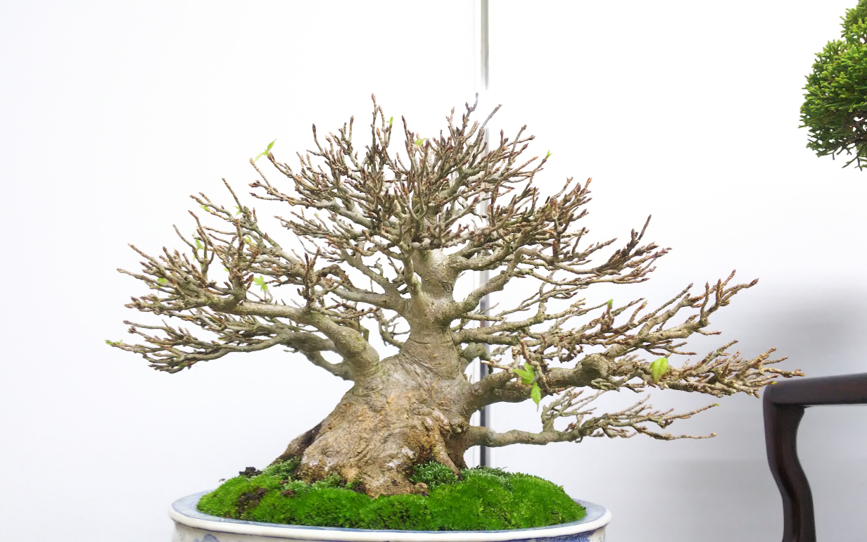 秋雅展⑥よく出来たカエデを見て勉強する : Bon Bonsai