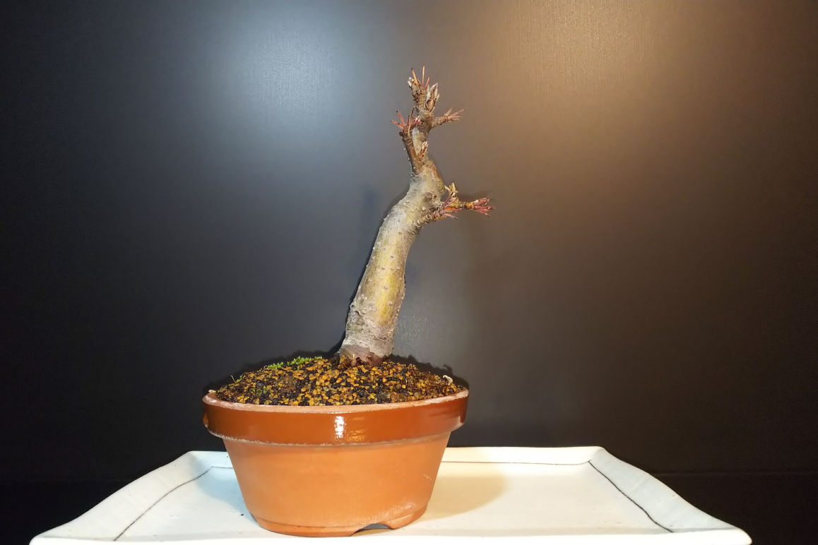 取り木4連発目 深山カイドウ Bon Bonsai