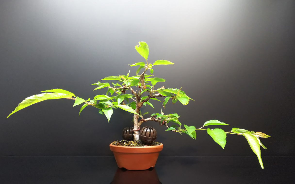 十月桜の芽摘み : Bon Bonsai