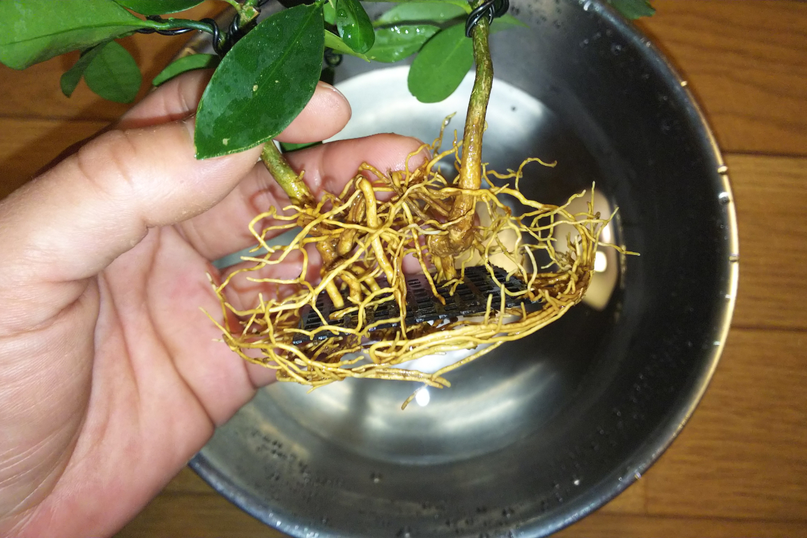 キンカン鉢替えのつもりが結局植え替えに Bon Bonsai キンカン鉢替えのつもりが結局植え替えに Bon Bonsai