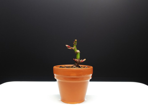 2020021815舞姫植え替え15