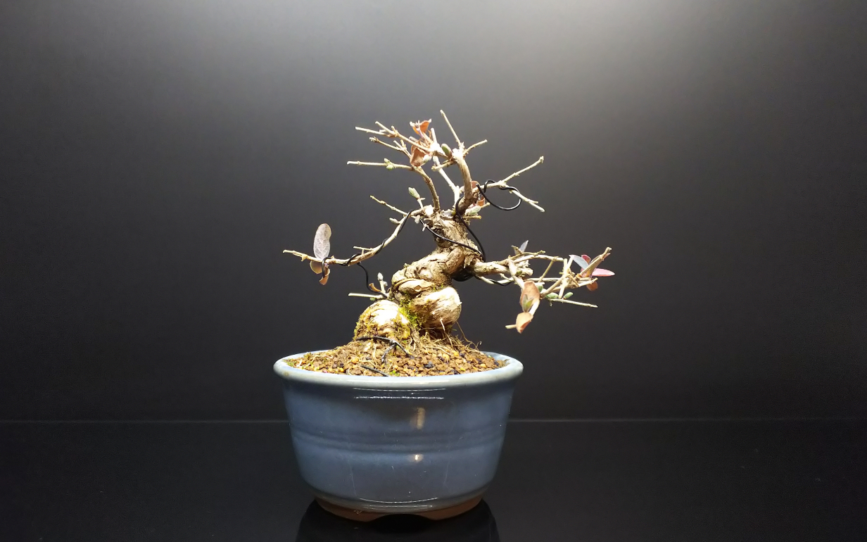 ちびでぶヒョウタンボクの植え替え : Bon Bonsai