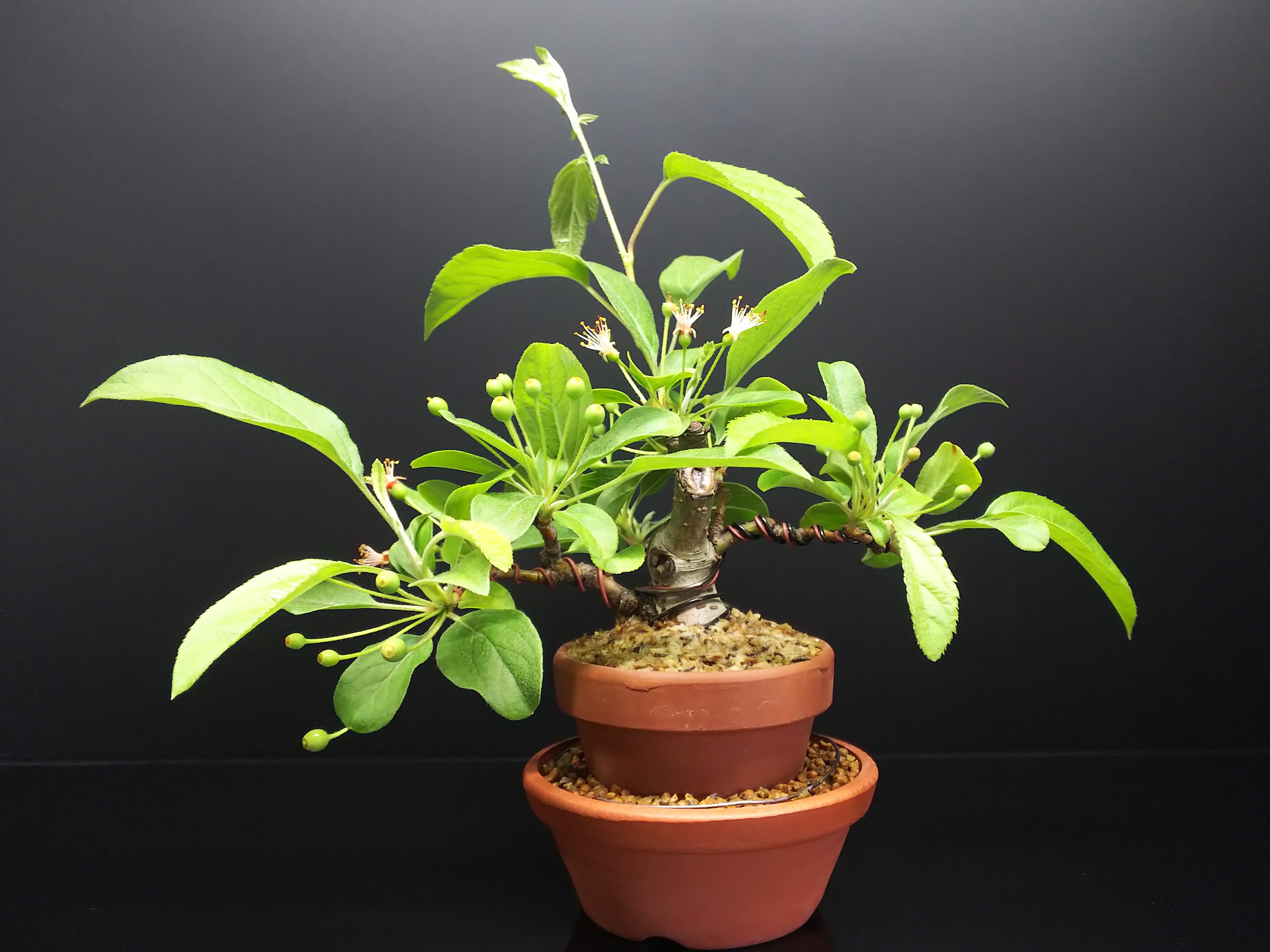 深山カイドウと姫りんごの結実の様子 : Bon Bonsai 深山カイドウと姫りんごの結実の様子 : Bon Bonsai