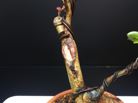 2020032909サルスベリ夏祭り植え替え9