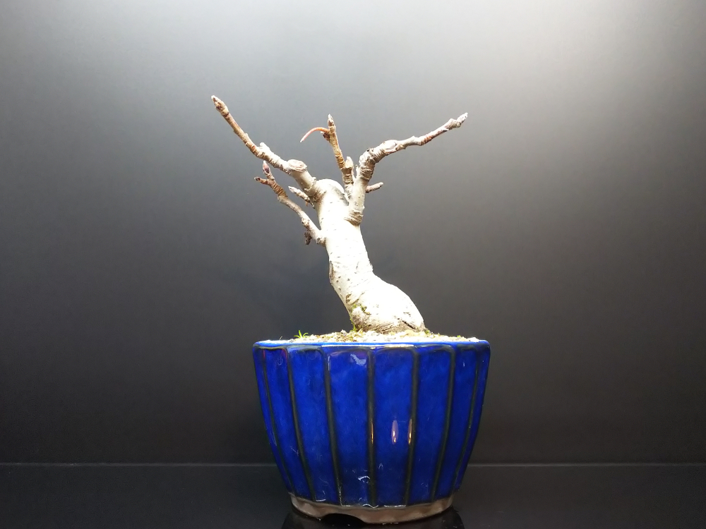 姫りんごで意気消沈 Bon Bonsai 姫りんごで意気消沈 Bon Bonsai