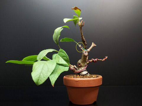 2019092205深山カイドウ5