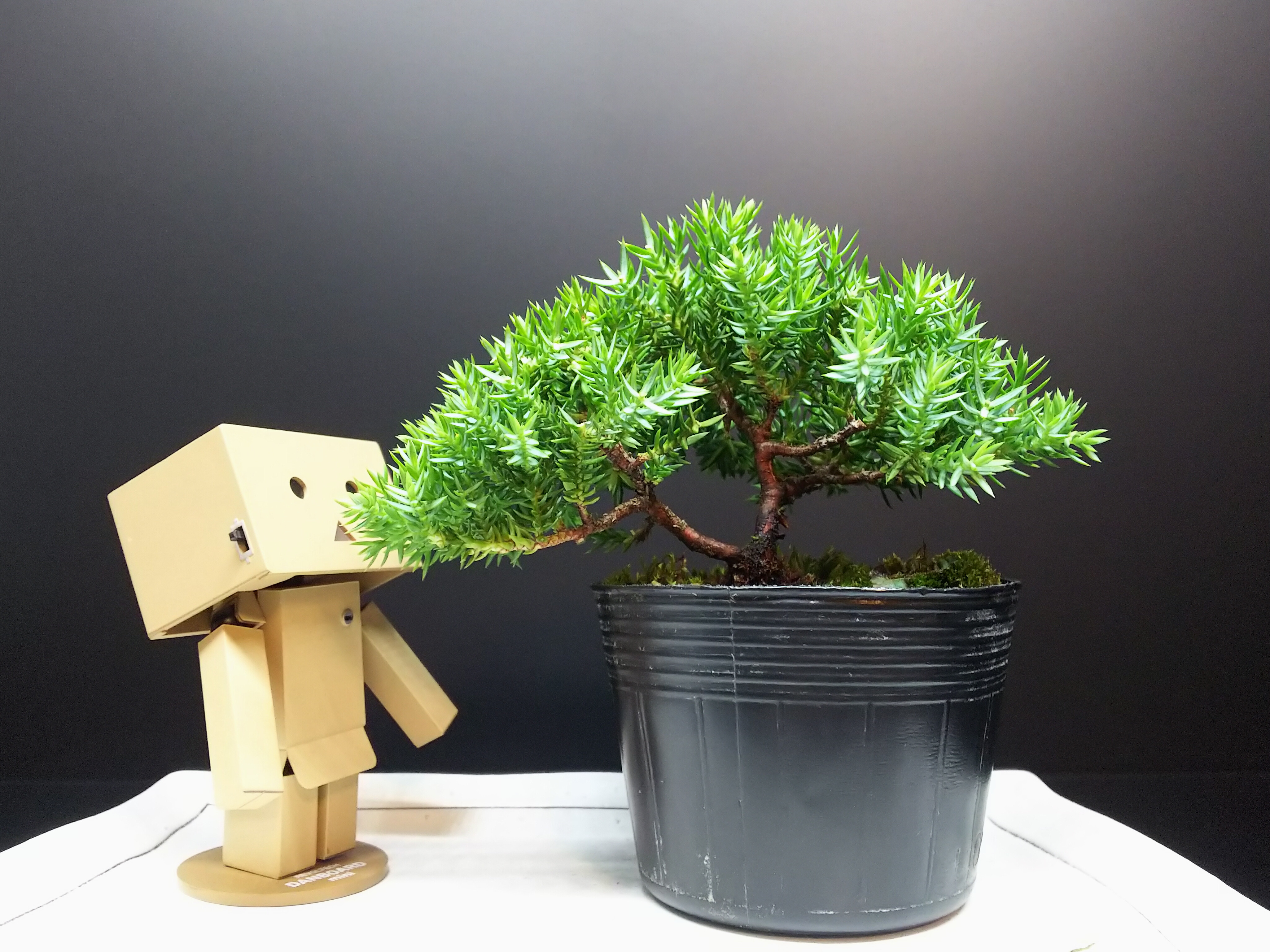 我が家にもついに盆栽と呼べる樹が！！ : Bon Bonsai