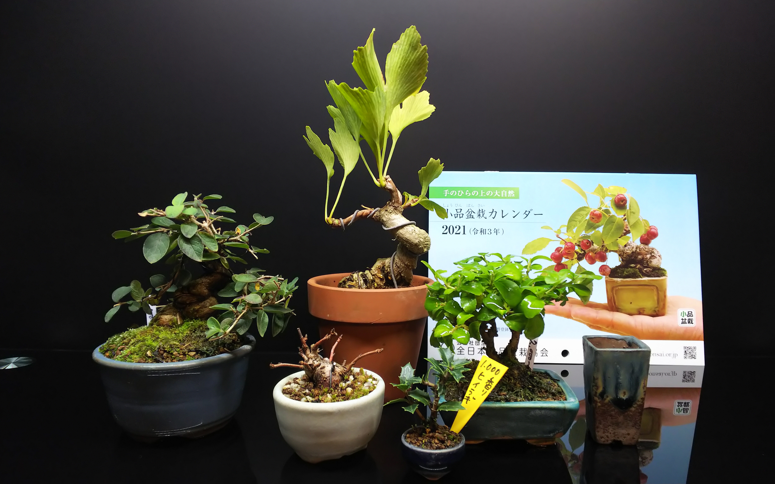 ちびでぶヒョウタンボクの植え替え : Bon Bonsai