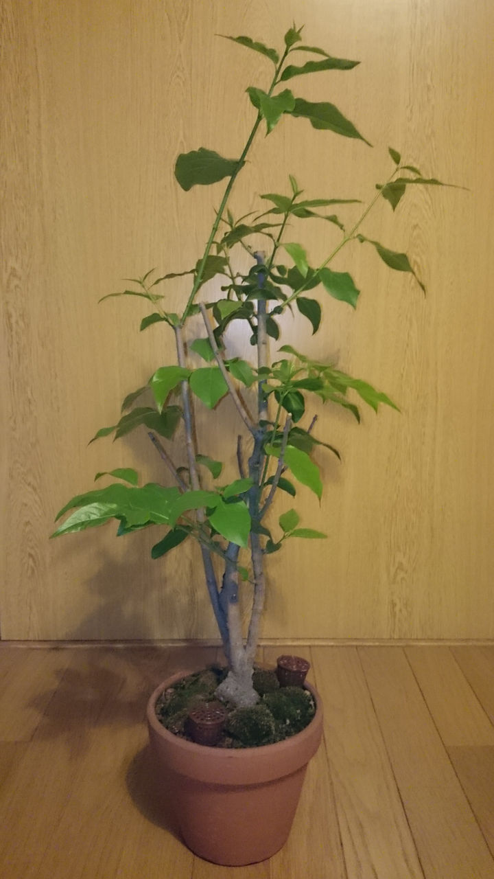 素心ロウバイも剪定 Bon Bonsai