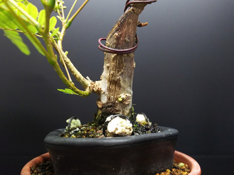 2019091004一才ネムの木4