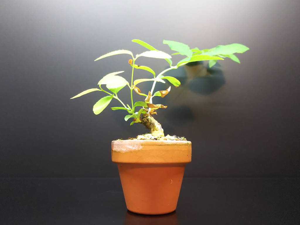 うぐいすかぐら盆栽(鶯神楽 盆栽)