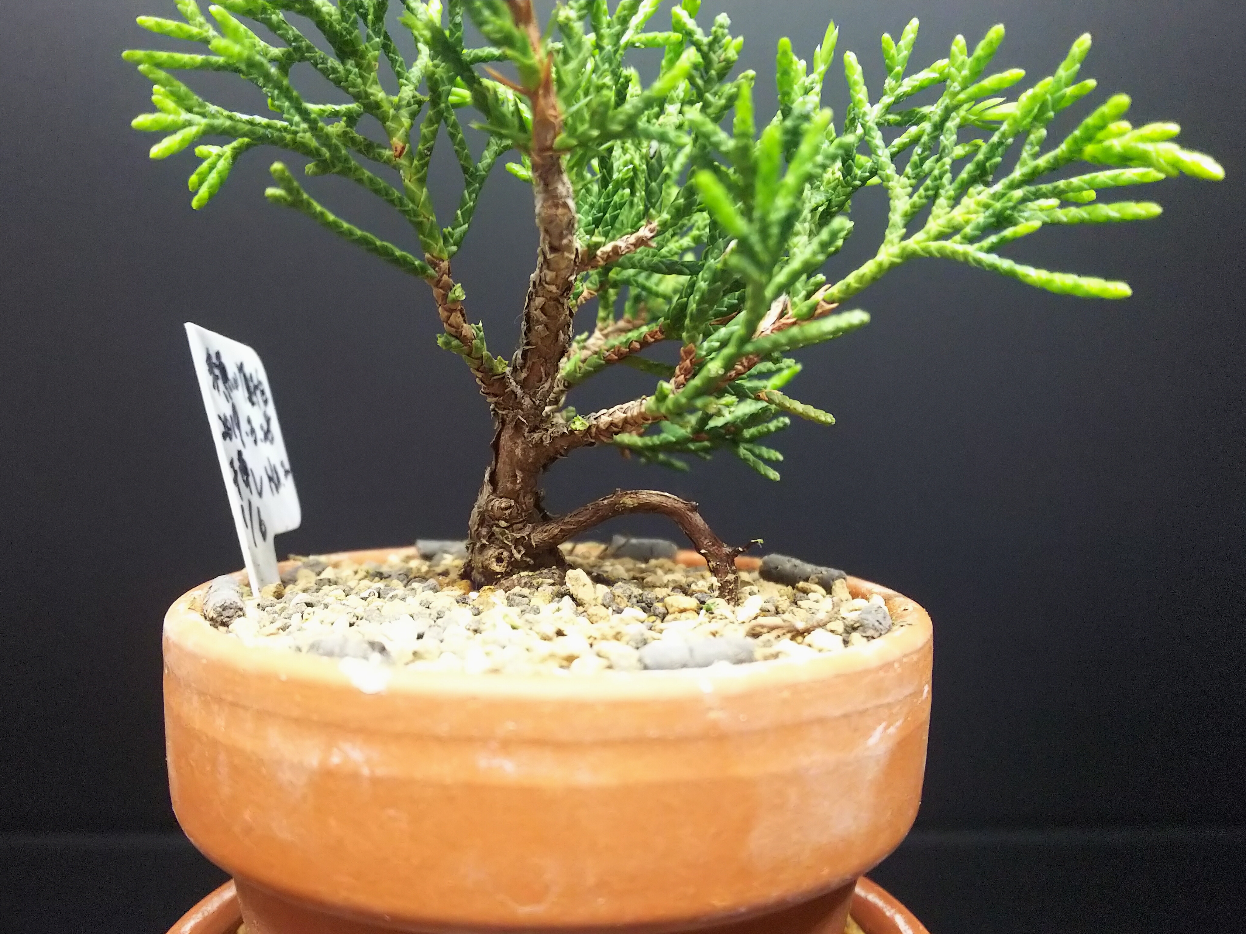 糸魚川真柏　葉性抜群 Yahoo!オークション - 盆栽 中品 極上葉性 捻転 糸魚川真柏 樹高34cm