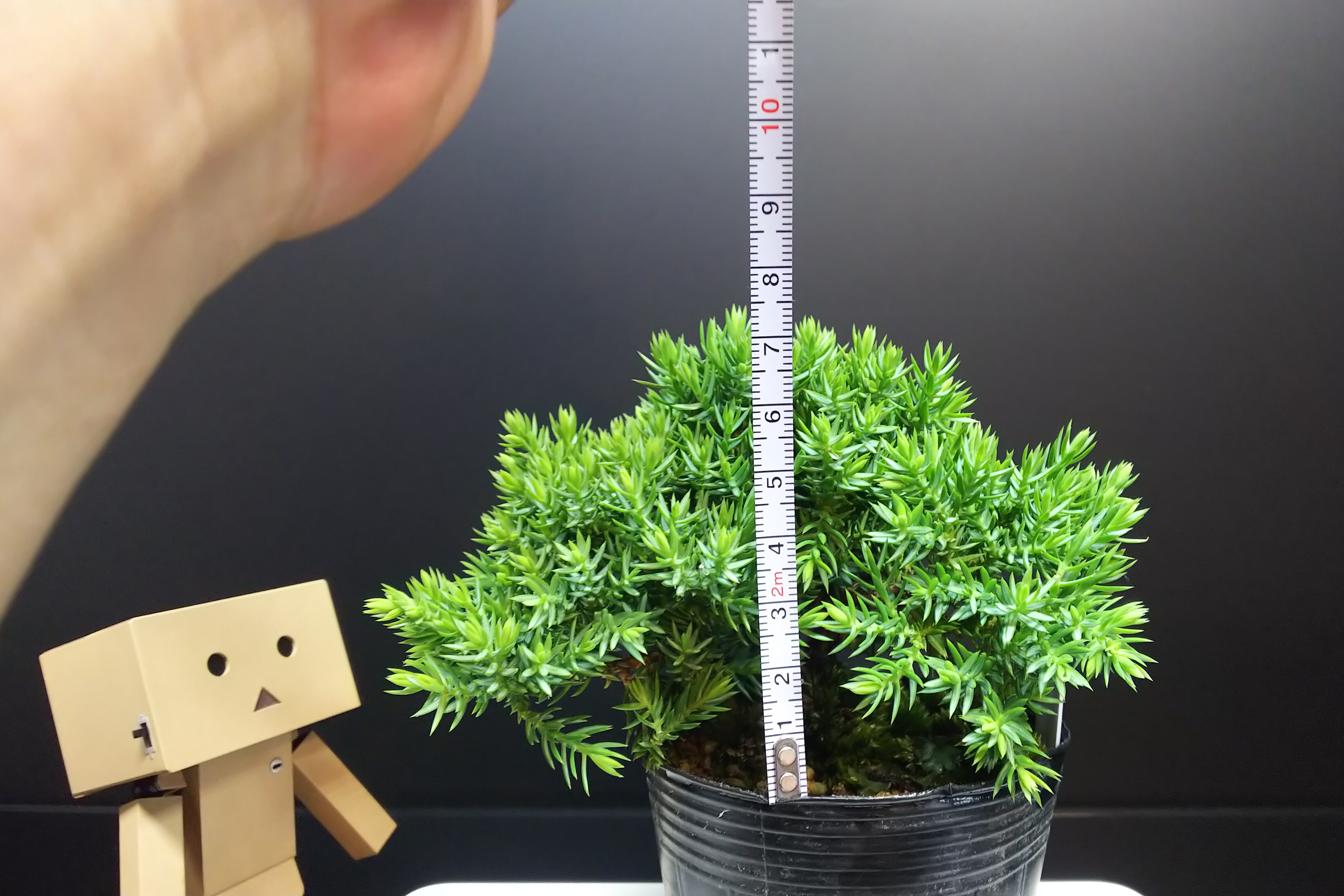我が家にもついに盆栽と呼べる樹が！！ : Bon Bonsai