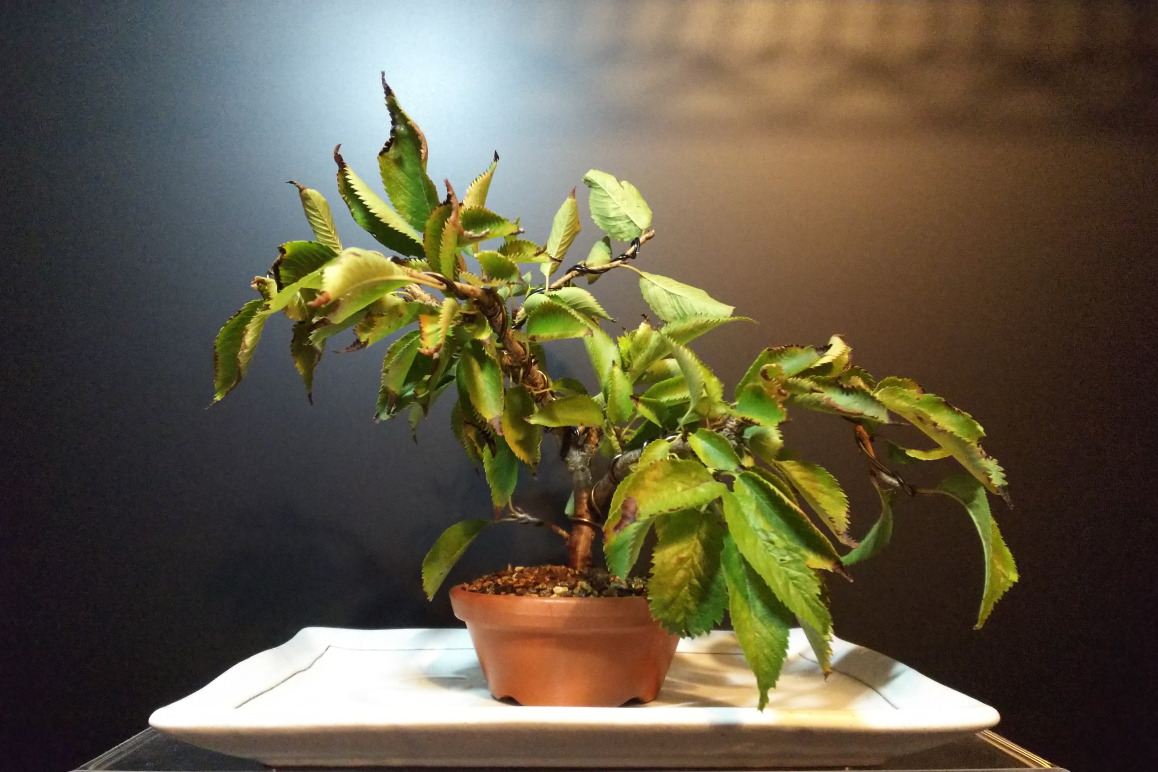 十月桜、花後の剪定と針金かけ : Bon Bonsai