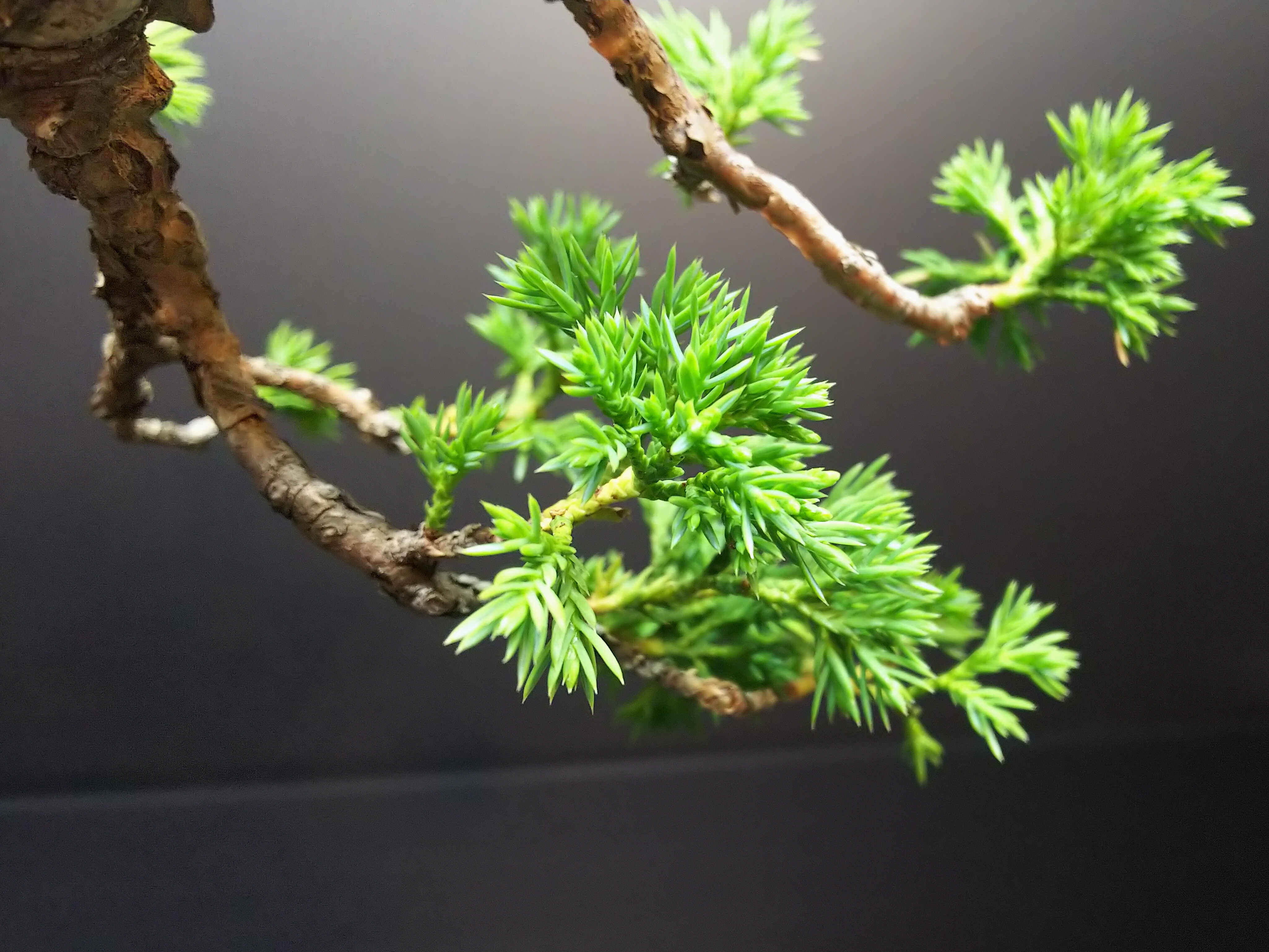 糸魚川真柏、杉葉から紐葉への回復の兆し : Bon Bonsai