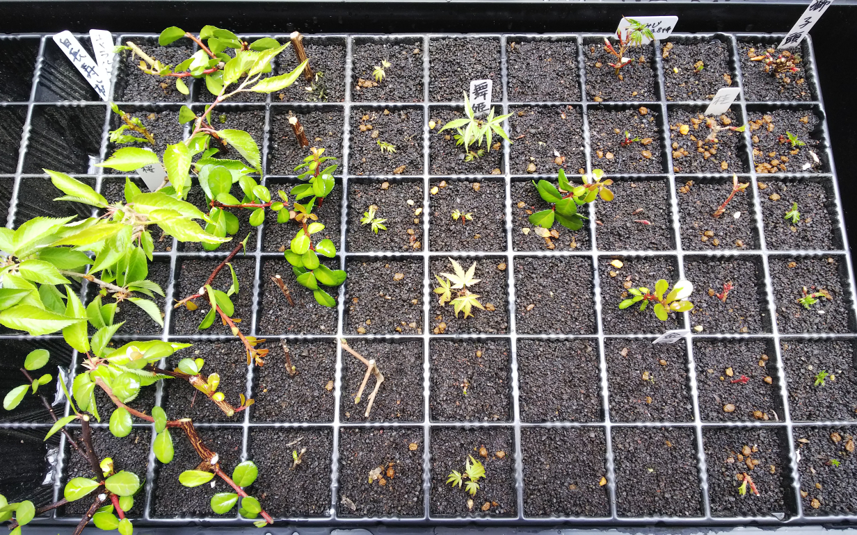 凡盆栽人の挿し木法をまとめてみた Bon Bonsai