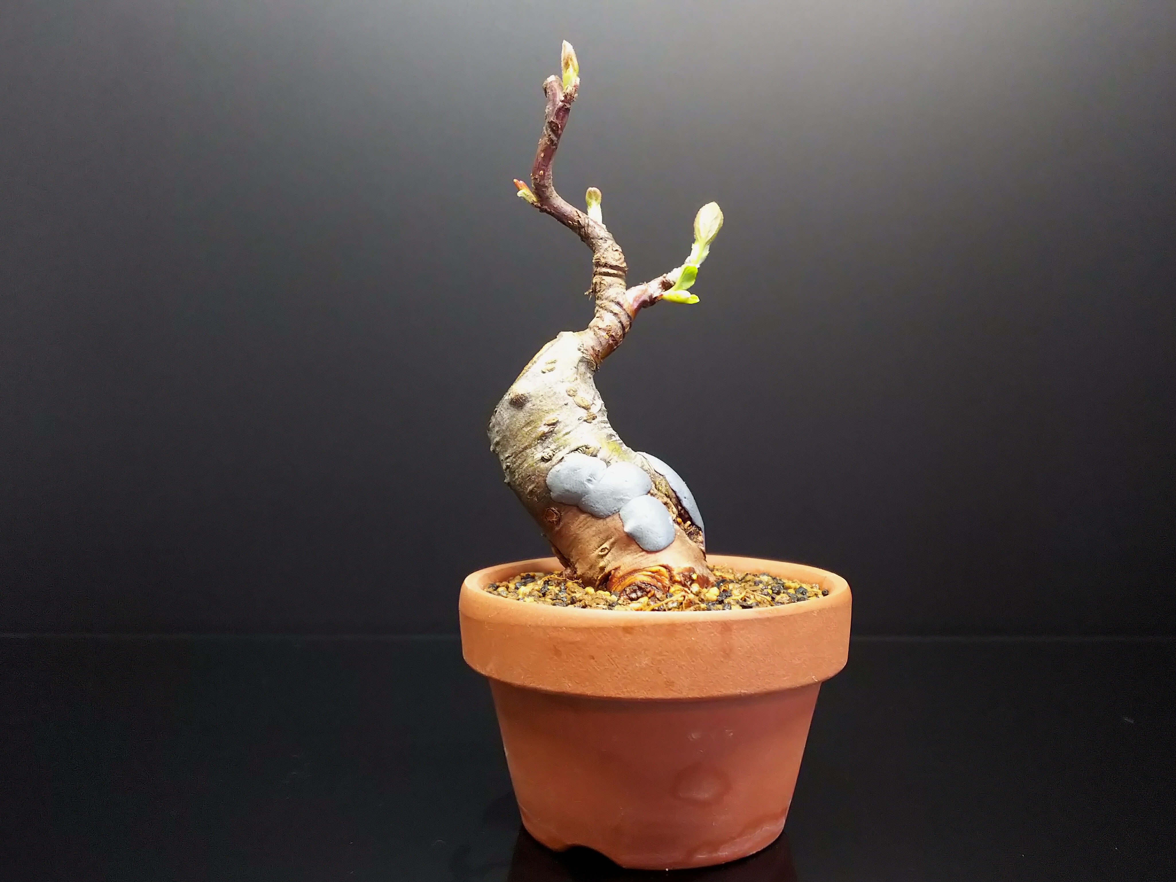 針金かけ時になったらしい深山カイドウ : Bon Bonsai