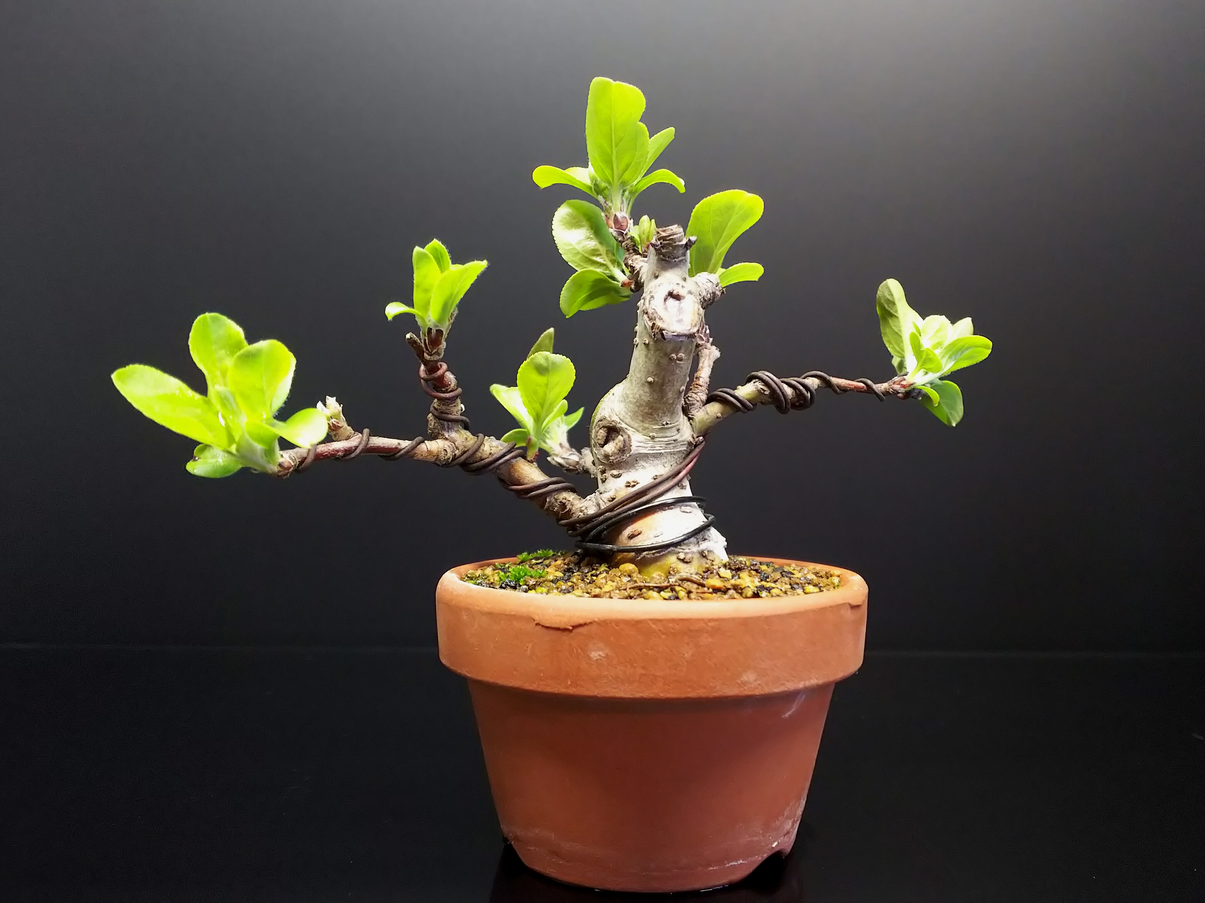 針金かけ時になったらしい深山カイドウ : Bon Bonsai