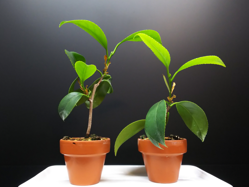 椿の挿し木苗に曲入れする : Bon Bonsai 椿の挿し木苗に曲入れする : Bon Bonsai
