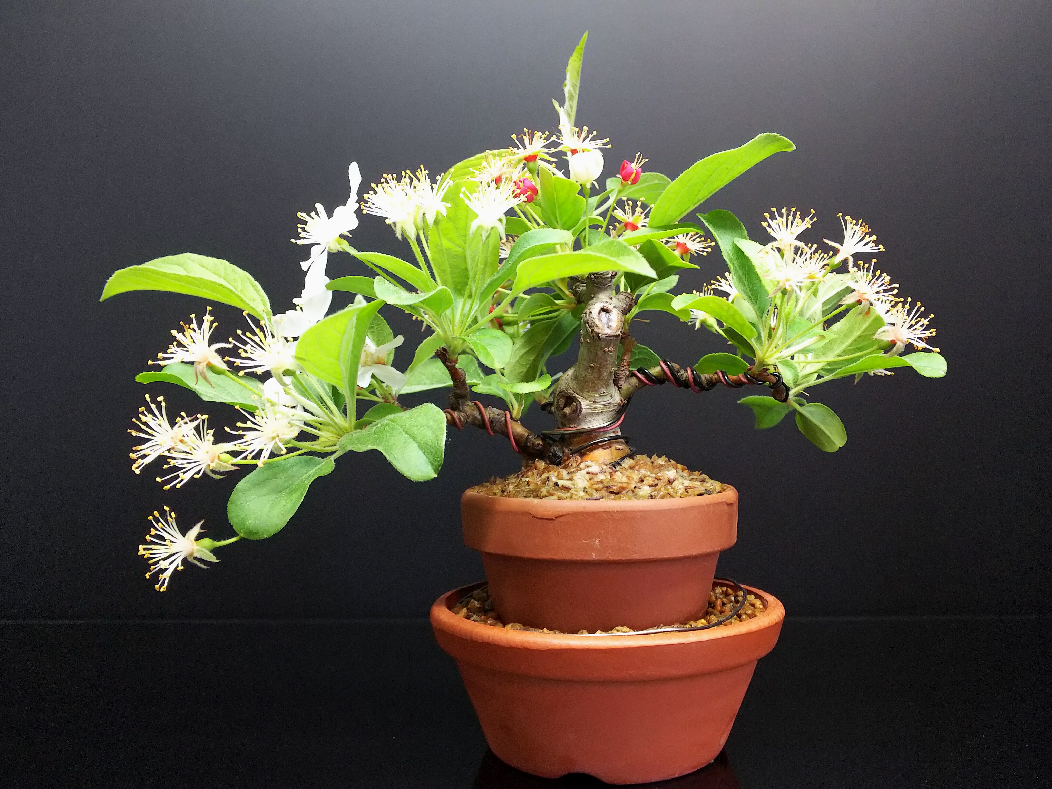深山カイドウと姫りんごの結実の様子 : Bon Bonsai