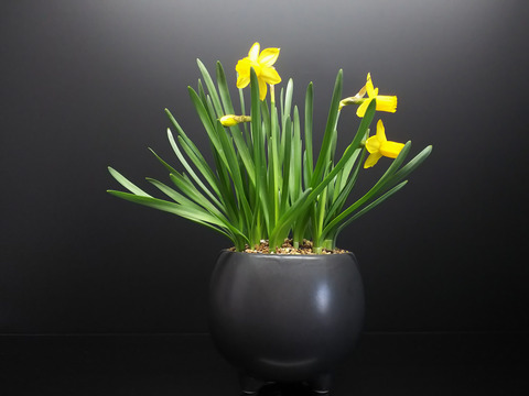 2020022901ミニ水仙ティタティト