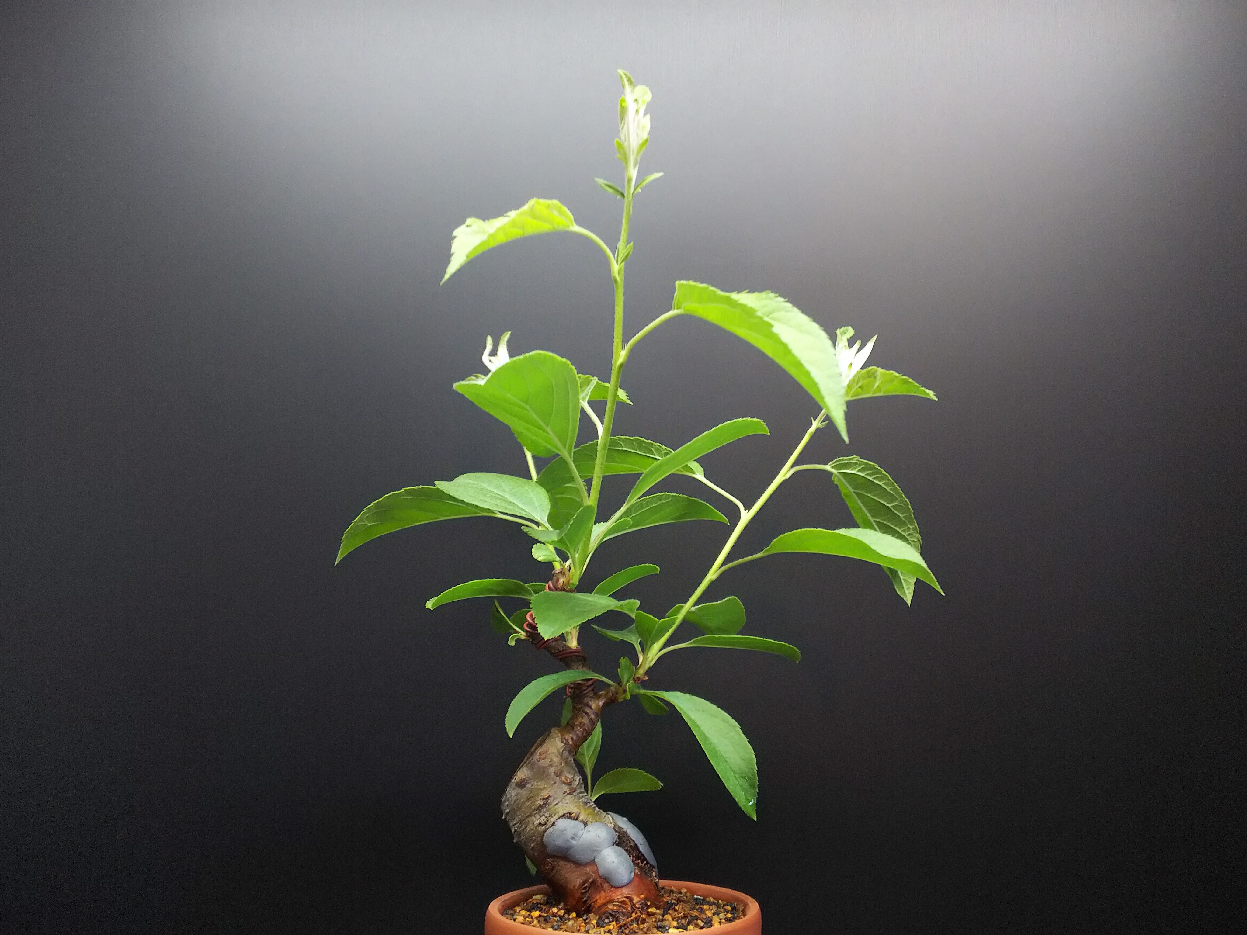 姫りんごの開花と深山カイドウの自家受粉の様子? : Bon Bonsai 姫りんごの開花と深山カイドウの自家受粉の様子? : Bon Bonsai
