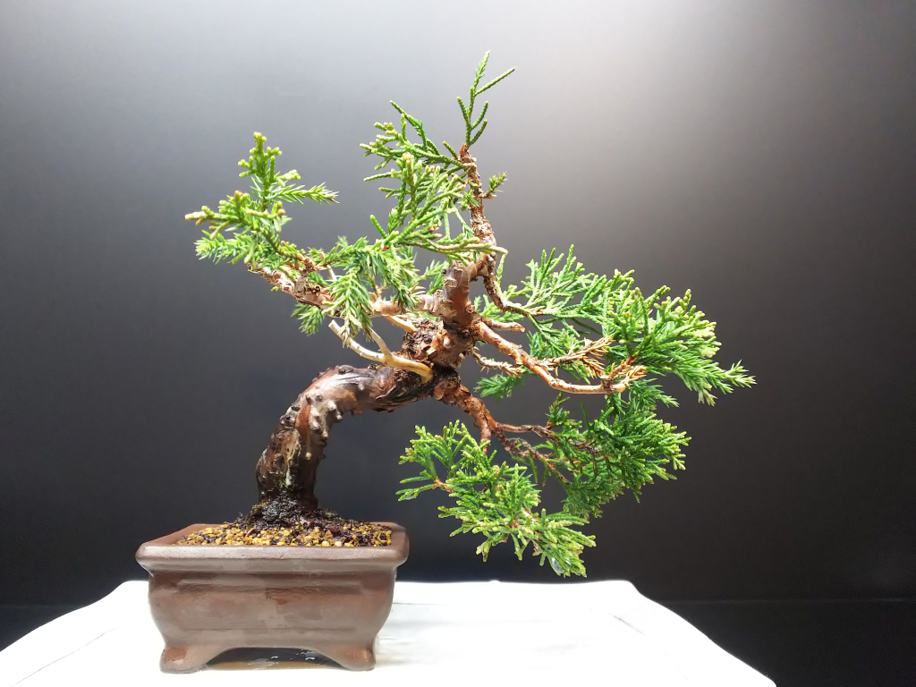 威風堂々！　糸魚川真柏　今年春に植替えしたばかりです。いかがでしょうか。 威風堂々！ 糸魚川真柏 今年春に植替えしたばかりです。いかがでしょうか。