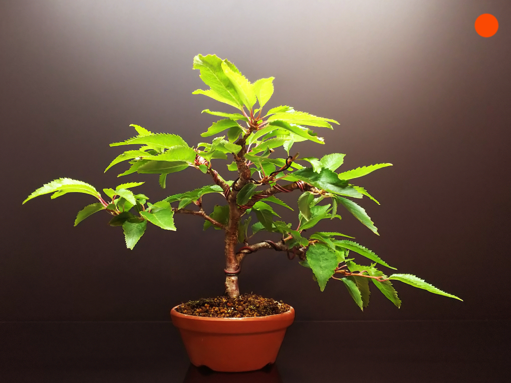 Sns向け盆栽写真の加工と合成方法 Bon Bonsai Sns向け盆栽写真の加工と合成方法 Bon Bonsai
