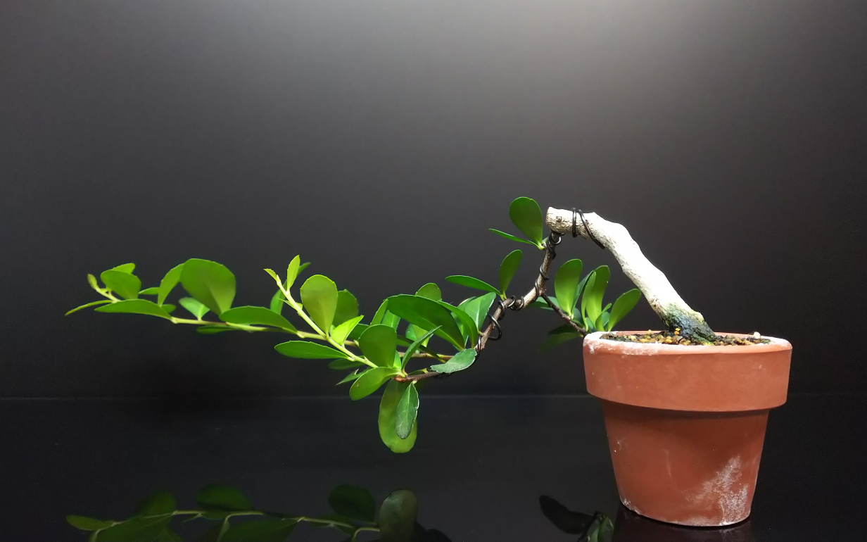 ハリツルマサキの剪定と針金かけ : Bon Bonsai ハリツルマサキの剪定と針金かけ : Bon Bonsai