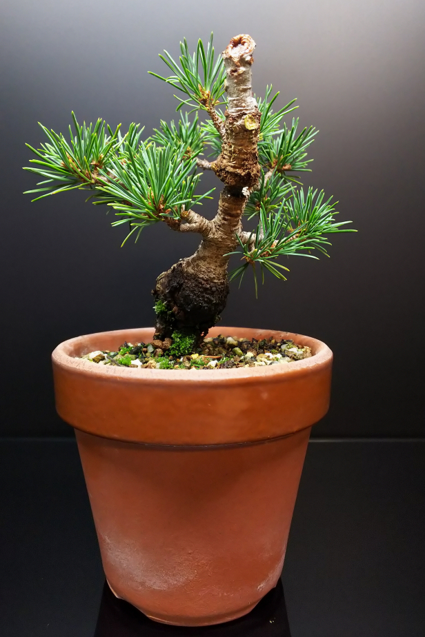 五葉松、古葉切りと初めての姿出し : Bon Bonsai