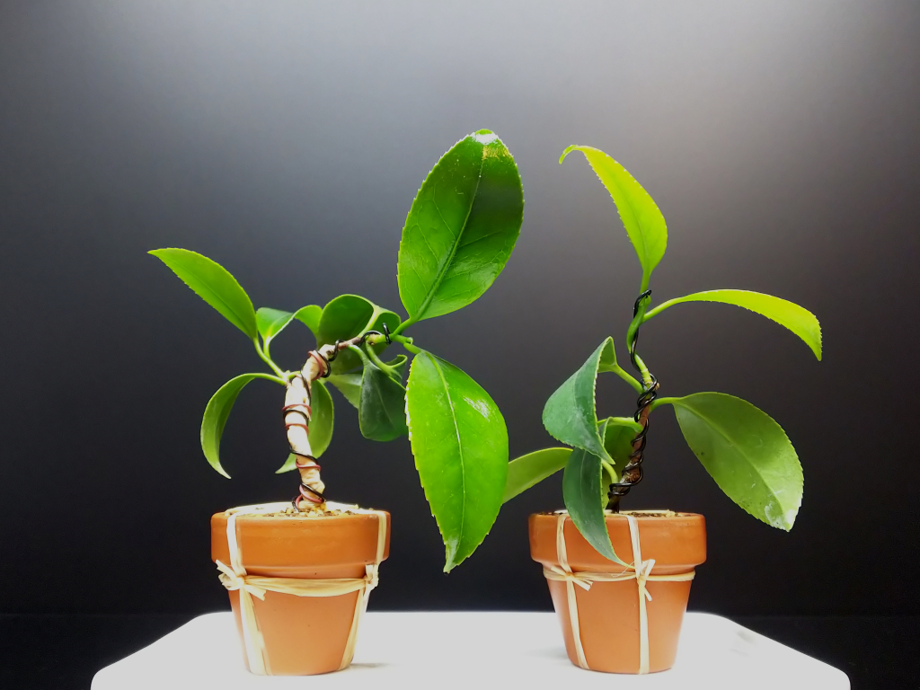 椿の挿し木苗に曲入れする : Bon Bonsai 椿の挿し木苗に曲入れする : Bon Bonsai