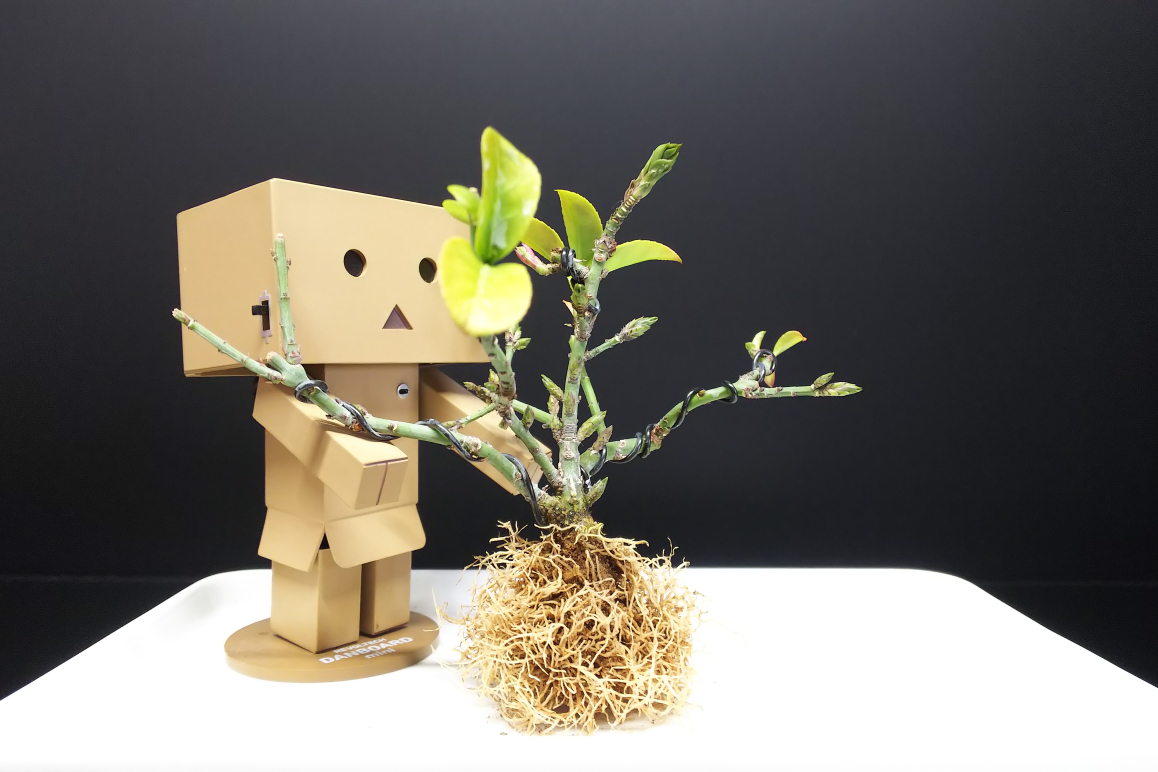 石化コマユミの豊満ボディと肥大した足元の作り方 : Bon Bonsai