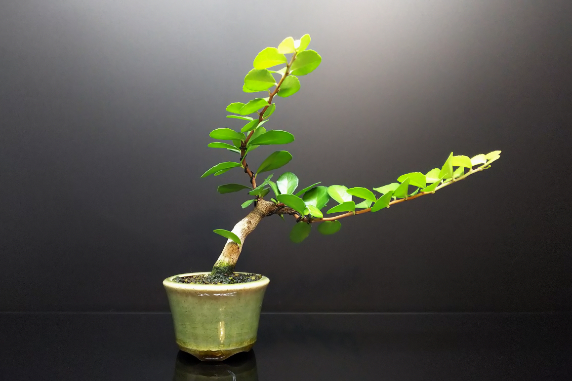 ハリツルマサキ　盆栽 盆栽 ハリツルマサキ｜盆栽・サボテン・多肉植物 生産販売専門