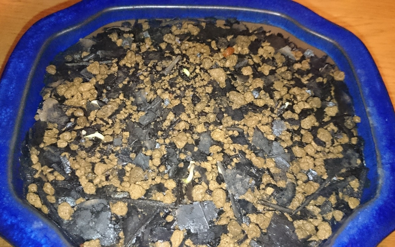 ミニひまわり発芽率100 Bon Bonsai