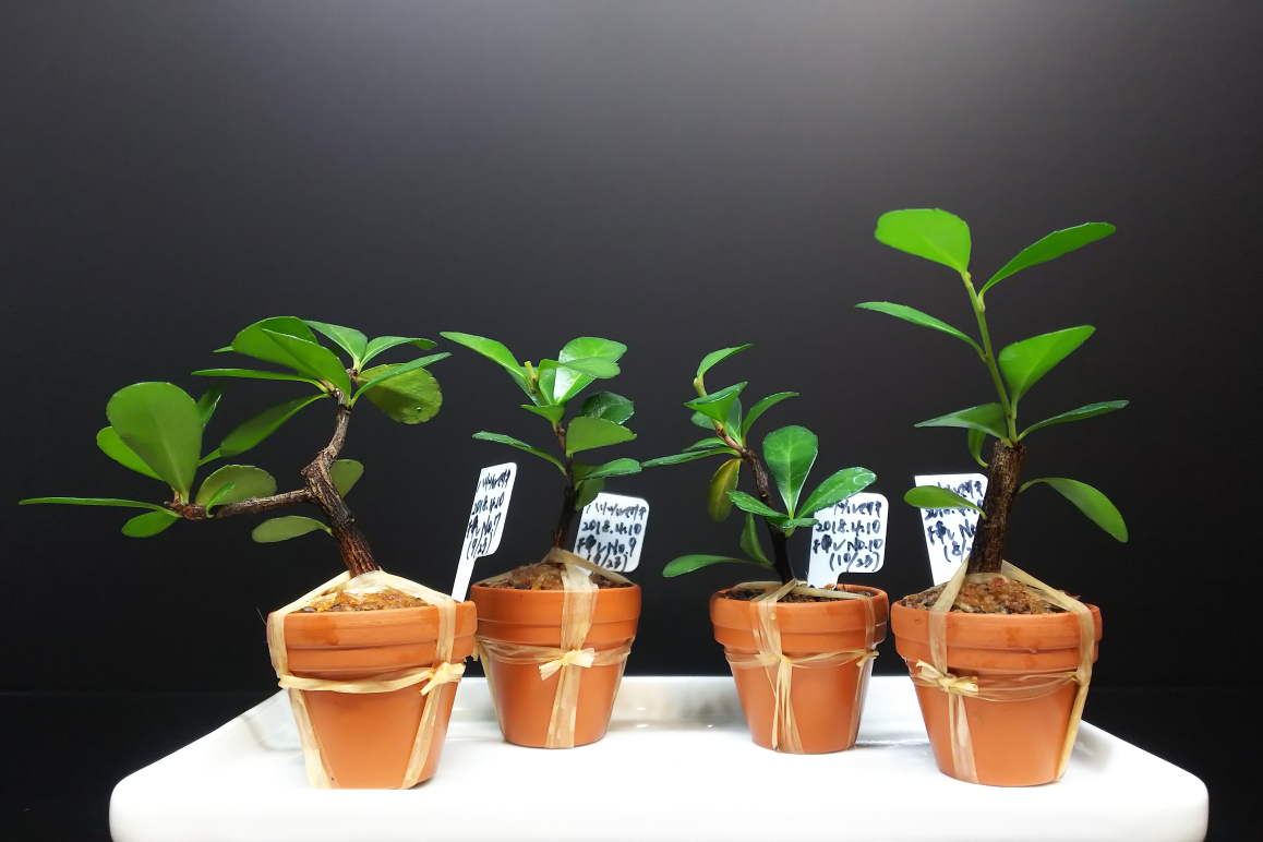 ハリツルマサキの剪定と針金かけ : Bon Bonsai ハリツルマサキの剪定と針金かけ : Bon Bonsai