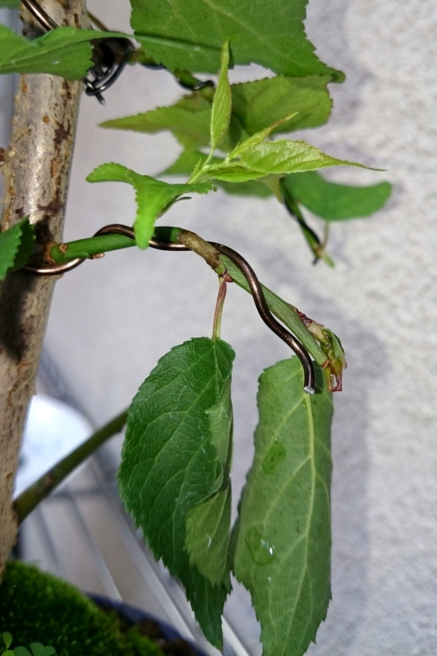 梅の葉っぱが萎れて来た W Bon Bonsai 梅の葉っぱが萎れて来た W Bon Bonsai