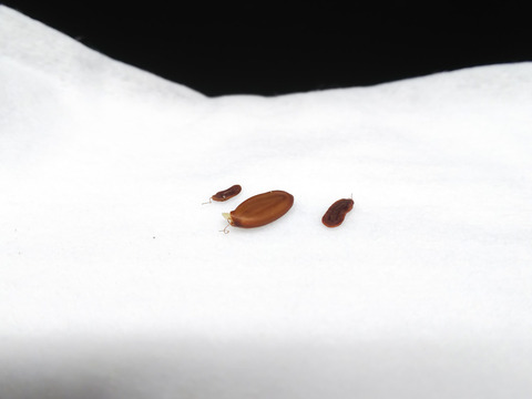 2019091005一才ネムの木5