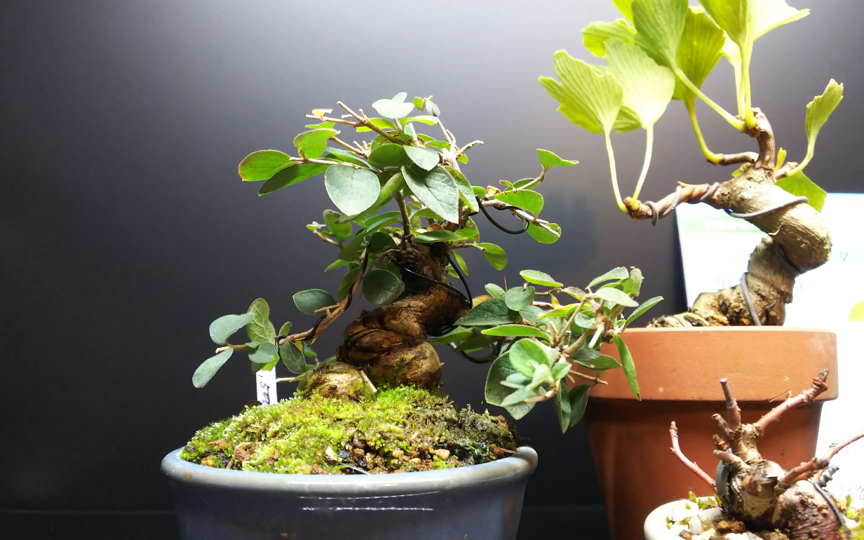 ちびでぶヒョウタンボクの植え替え : Bon Bonsai