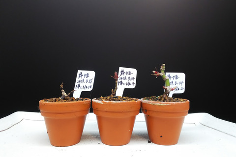 2020021801舞姫植え替え1