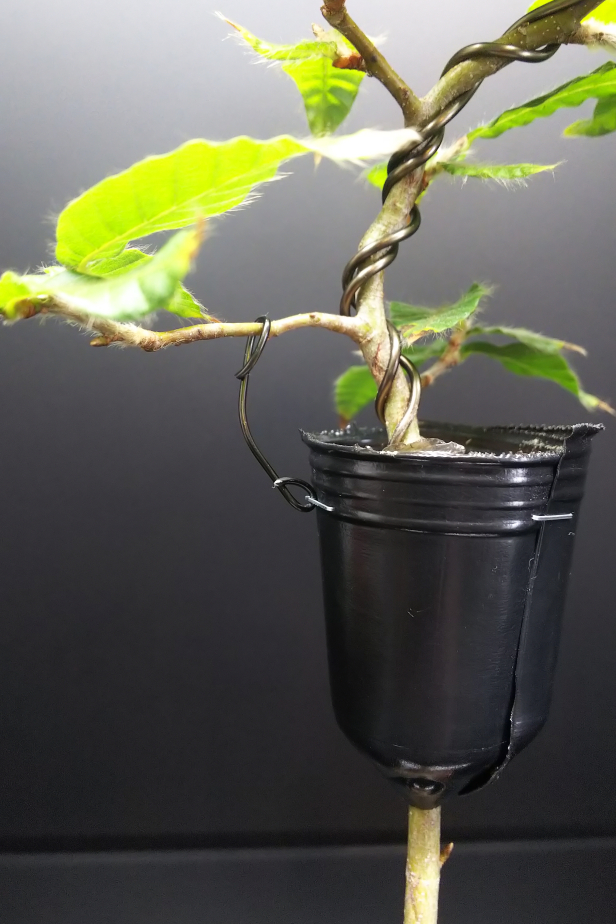 ブナの芽摘み・葉切り・取り木 : Bon Bonsai