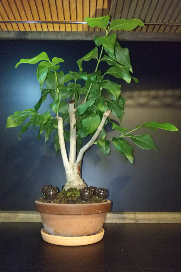 素心ロウバイ 不要枝の剪定と針金かけ Bon Bonsai 素心ロウバイ 不要枝の剪定と針金かけ Bon Bonsai