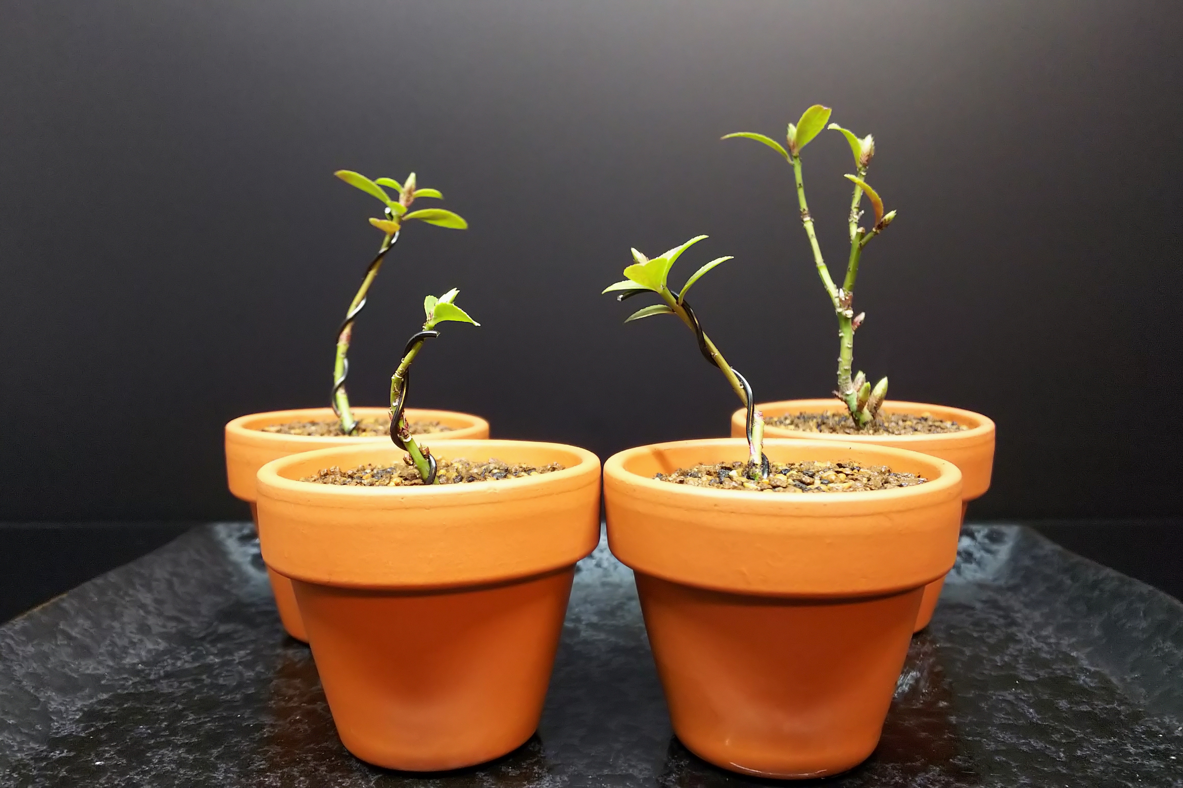 石化コマユミの豊満ボディと肥大した足元の作り方 : Bon Bonsai