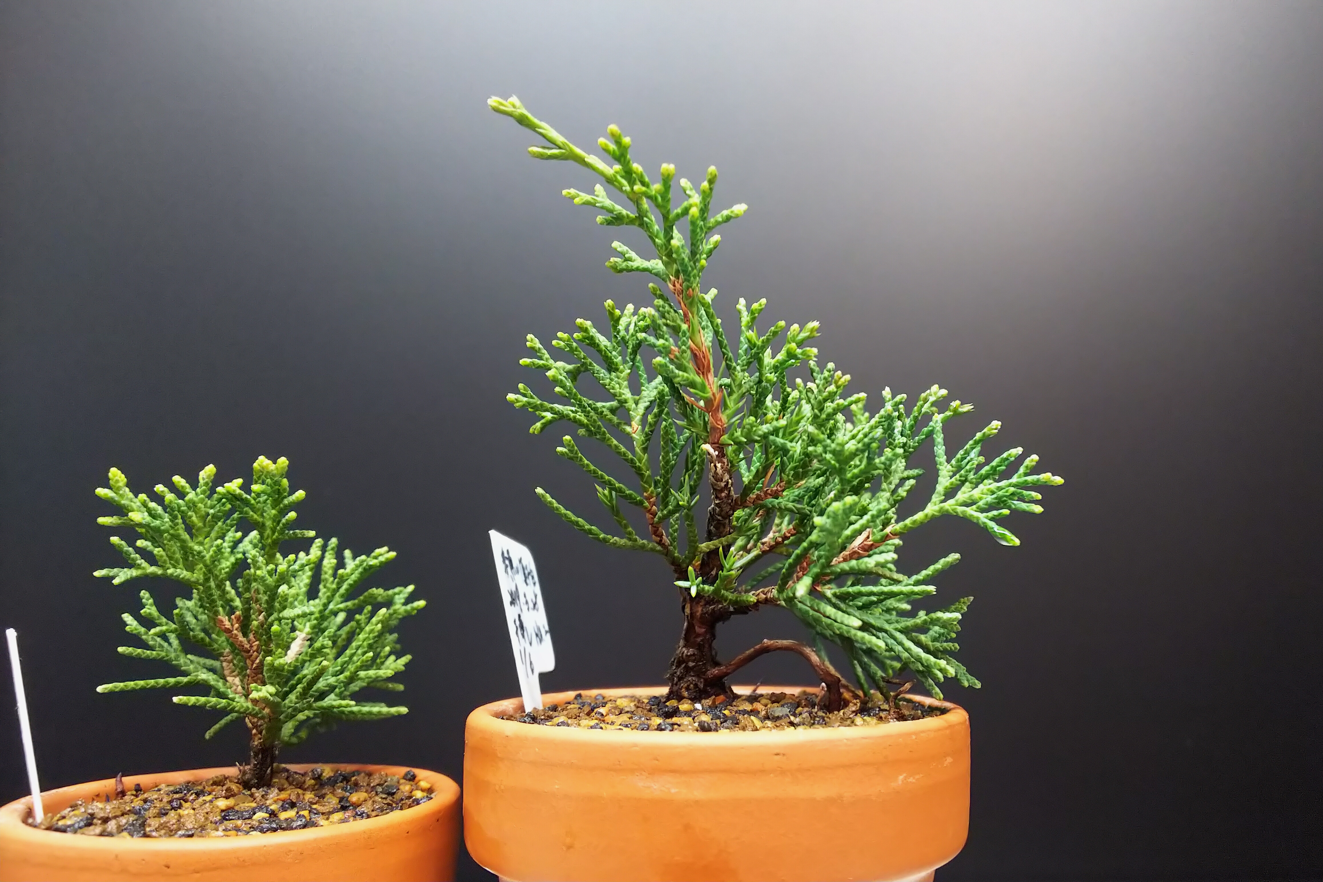 糸魚川真柏　コケ順いいです 糸魚川真柏 コケ順いいです