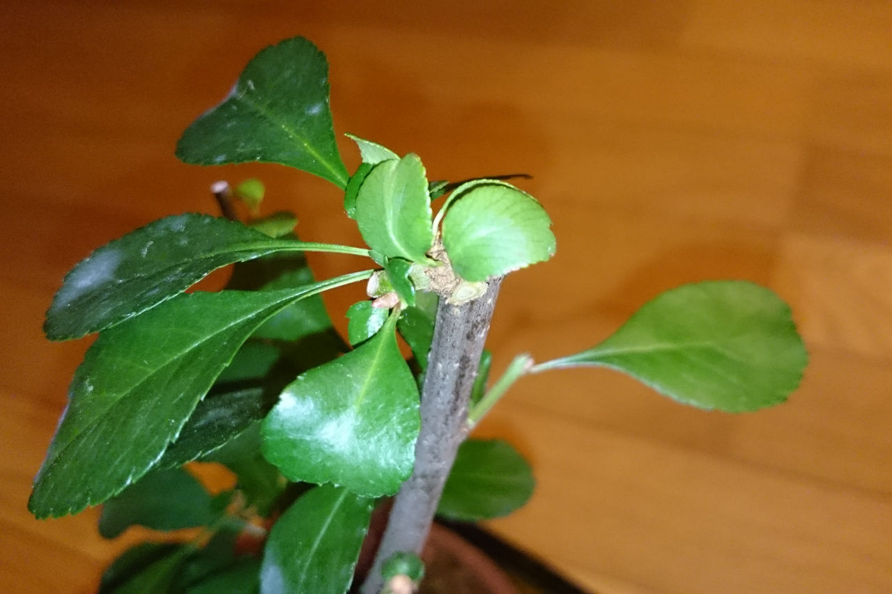 不要な徒長枝を1cm残しで剪定するとこうなる Bon Bonsai