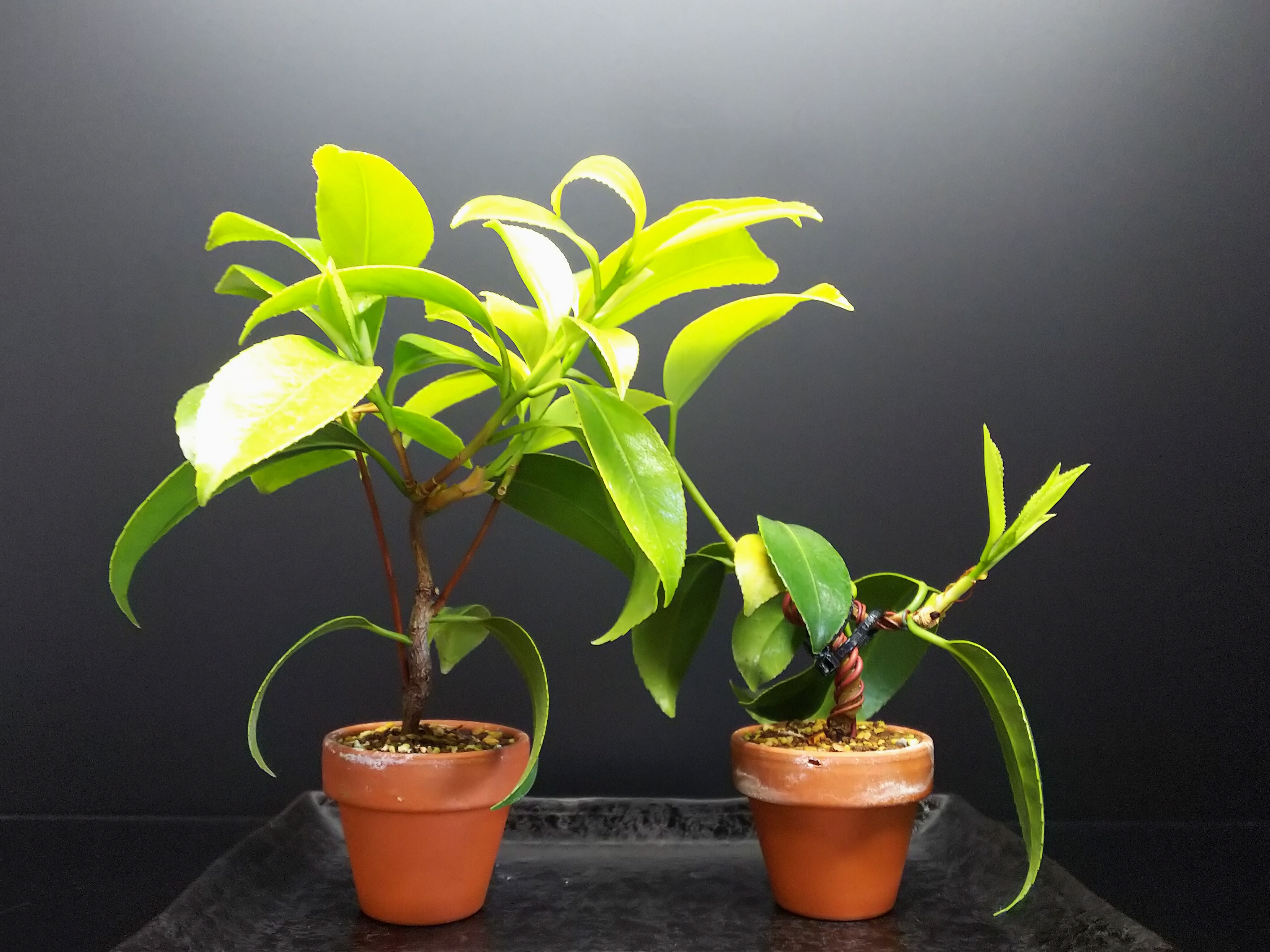 椿の挿し木苗の植え替え、多分① : Bon Bonsai