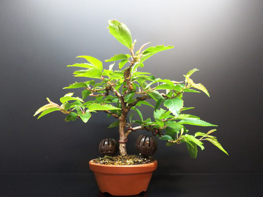 バラ科の剪定 鋏を消毒しながらなるべく一緒に作業 Bon Bonsai