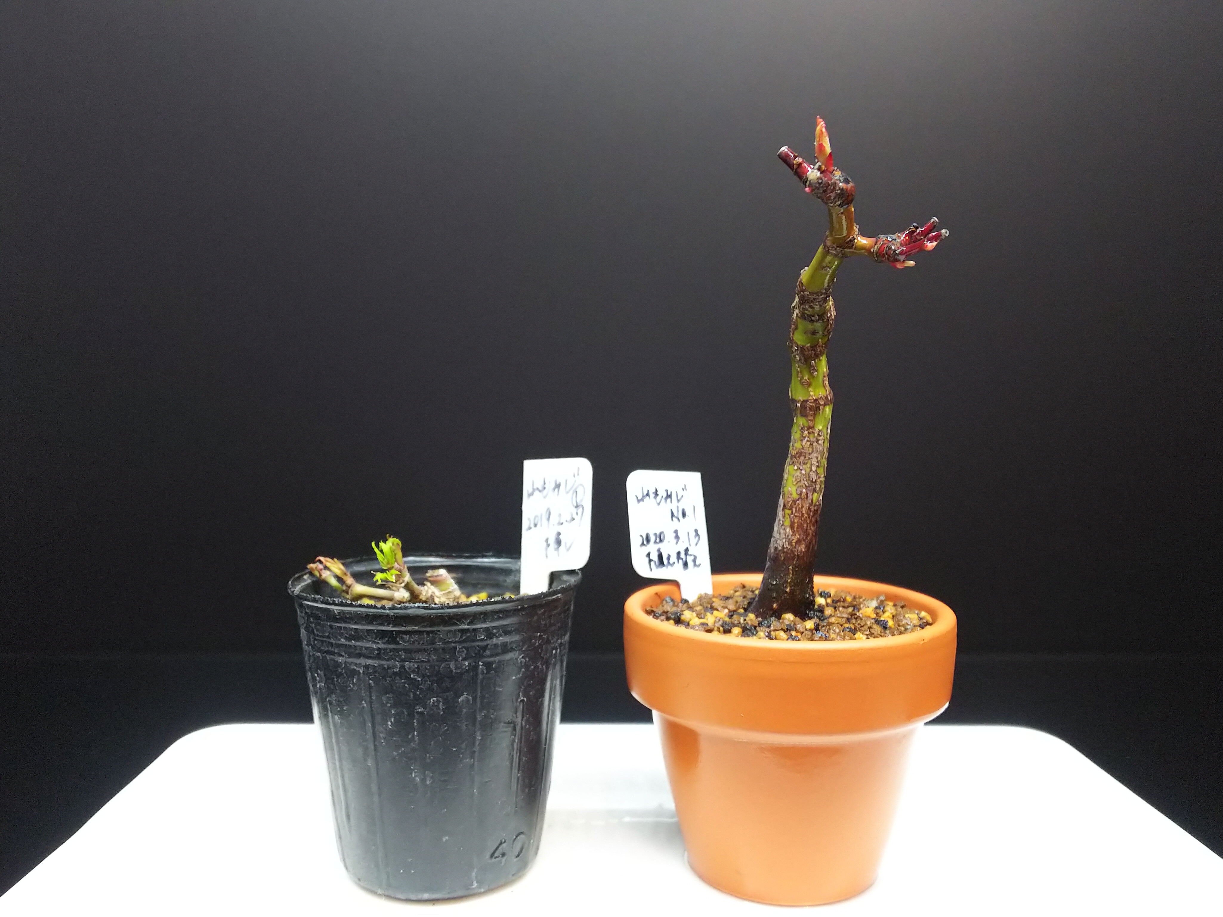 山もみじの植え替え Bon Bonsai 山もみじの植え替え Bon Bonsai